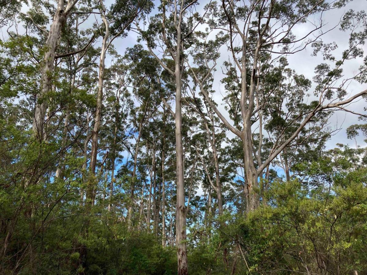 Edge Of The Forest Motel Margaret River Екстер'єр фото